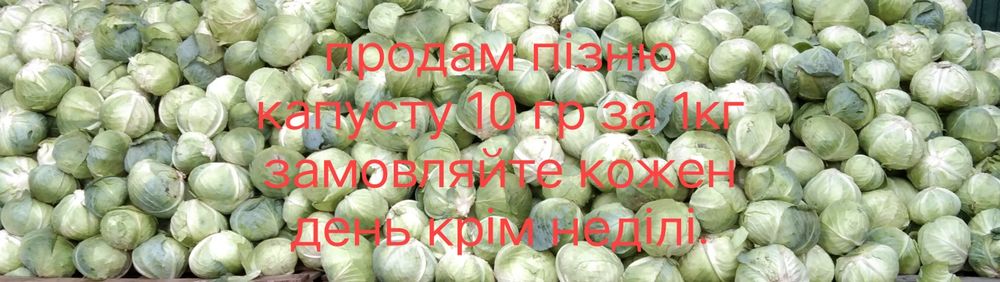 Продам пізню капусту