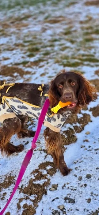 Los z niego zakpił. Potrzebny jest dom.