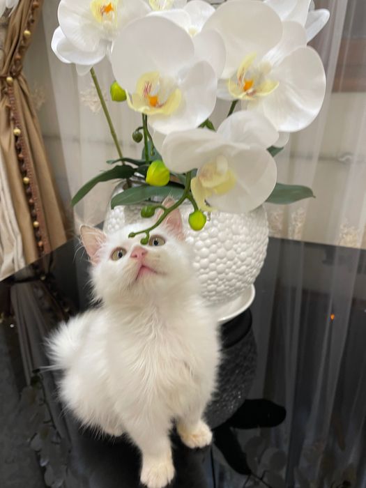 Котята безкоштовно