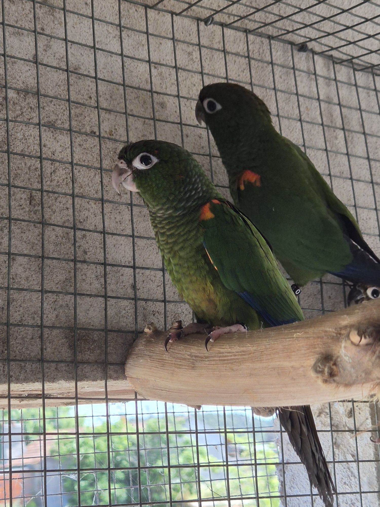 Pyrrhuras Egregias
