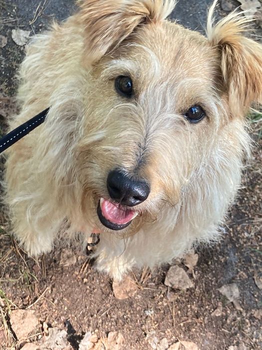 Pies w typie teriera irlandzkiego