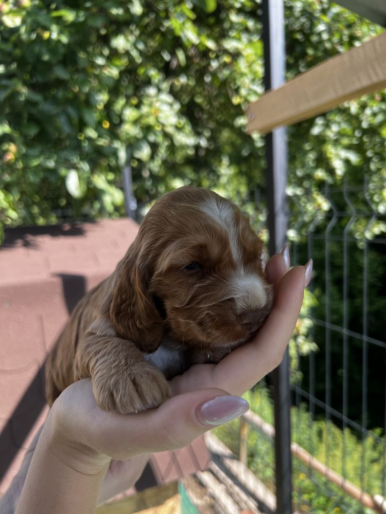 Piesek Cocker Spaniel angielski czekoladowy