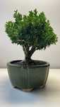 Wyprzedaż kolekcji drzewek BONSAI - Bukszpan