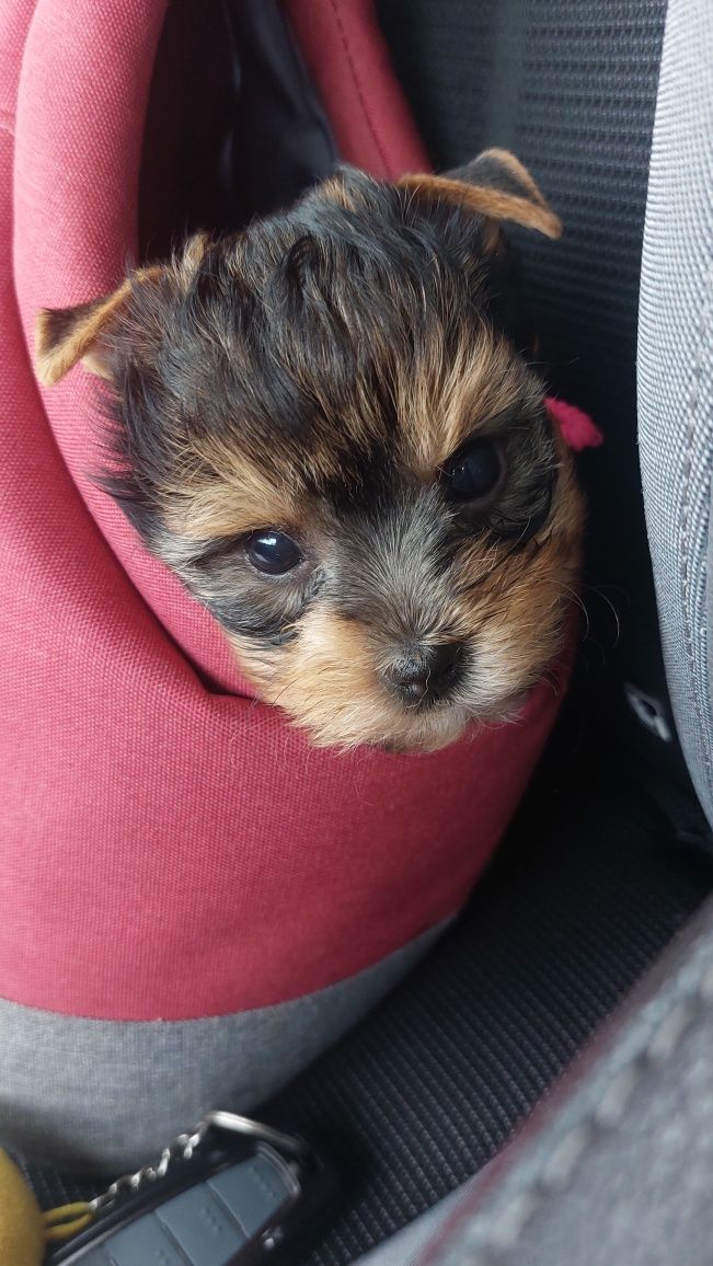 York Yorkshire  Terrier. Suczka  . Rodowód +chip