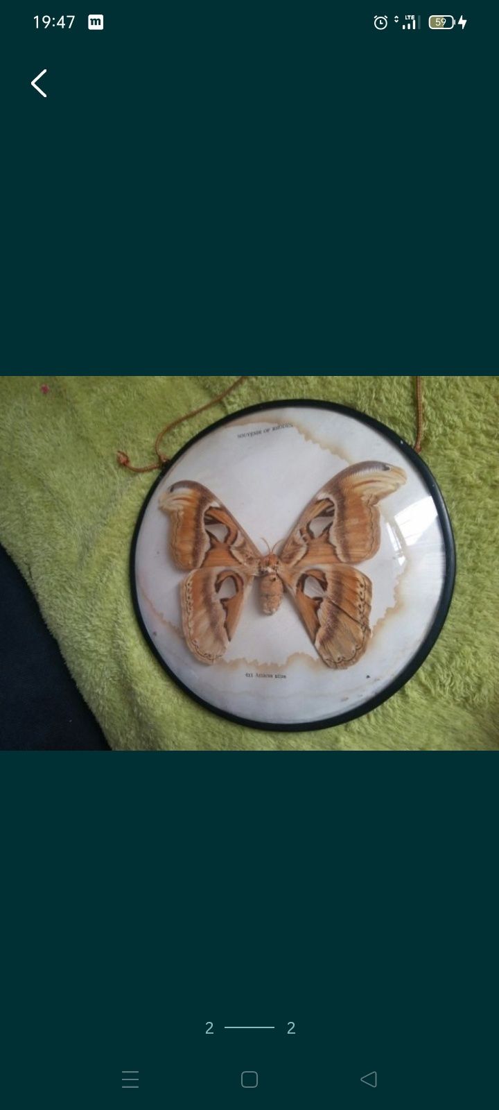 Motyl attacus atlas