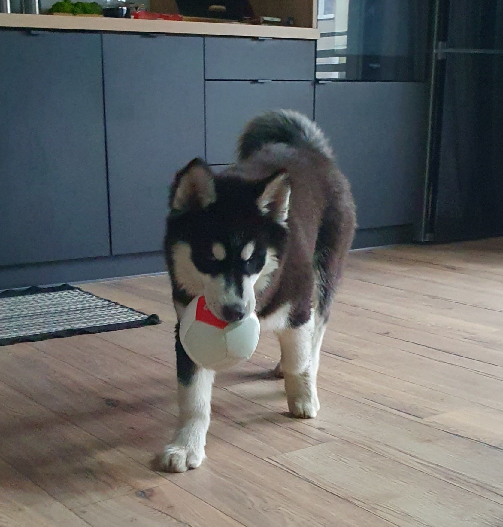 Siberian Husky piekny niebieskooki szczeniak