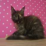 Kotka Maine Coon