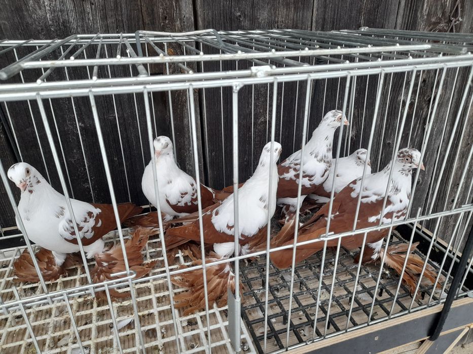 Gołębie ozdobne widyny