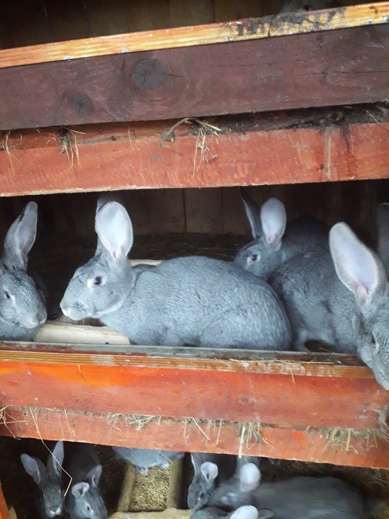 Кролики радянської шиншили