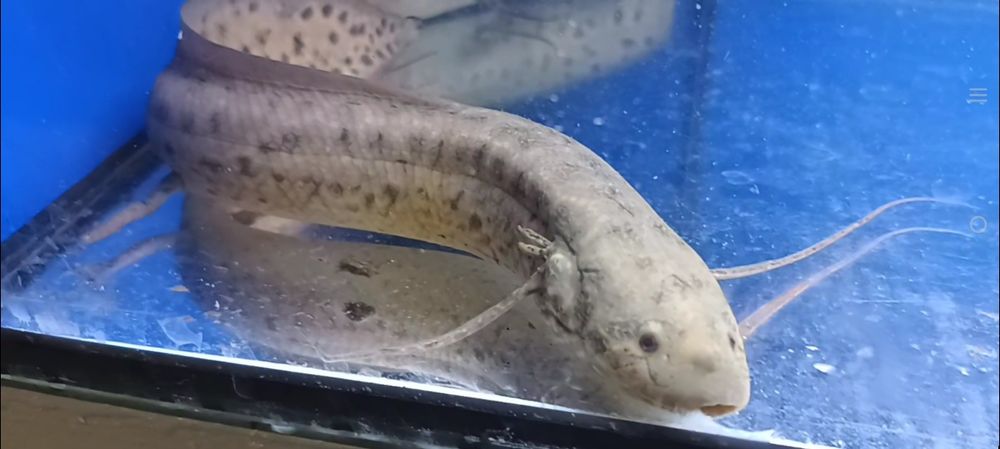 Prapłetwiec brunatny - Skrzelec - Protopterus 30cm. Cetarius