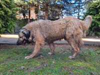 Owczarek kaukaski - półtoraroczny pies