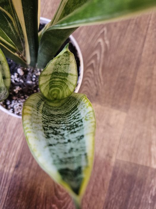 Сансевиерия футура суперба (симплекс), лауренти.