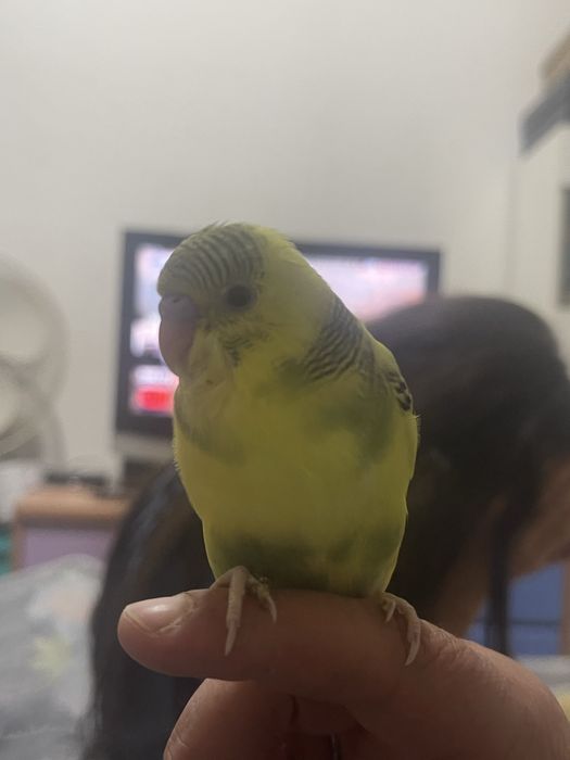 Periquitos domesticados