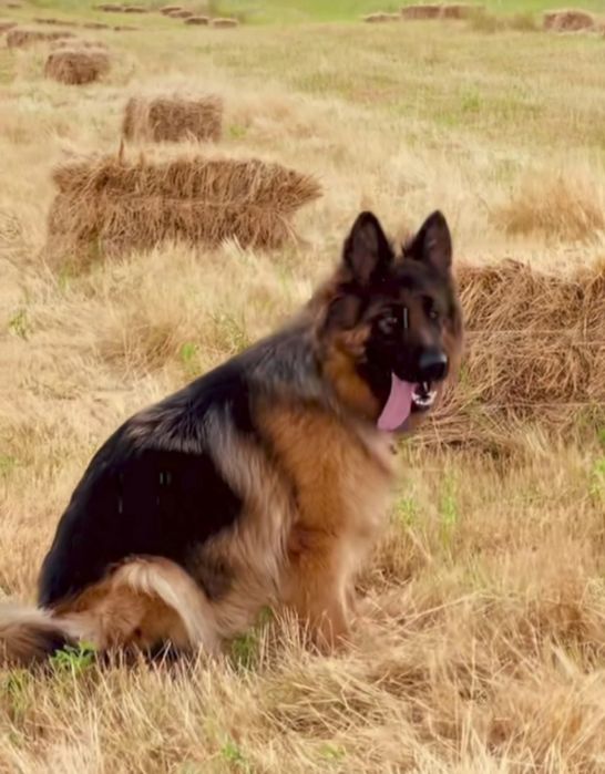 Цуценята німецької вівчарки