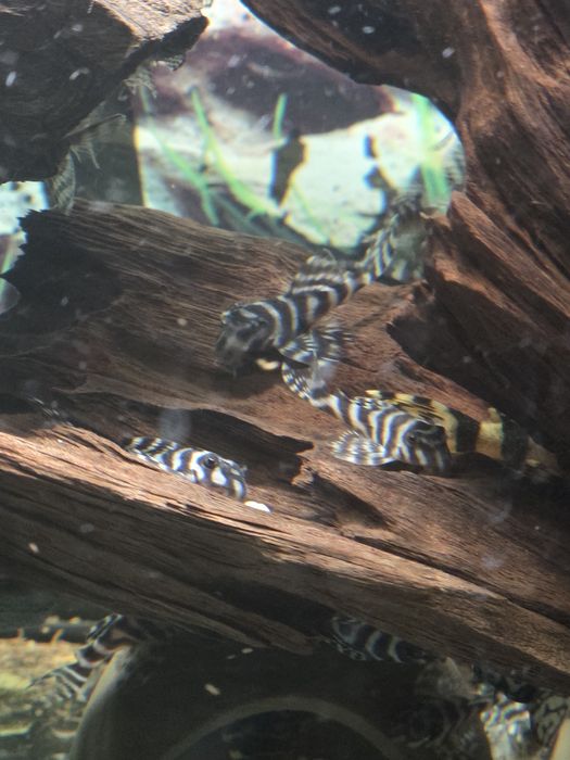 Sprzedam Zbrojnika l236