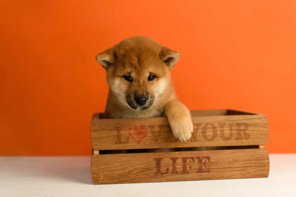 Shiba Inu disponível