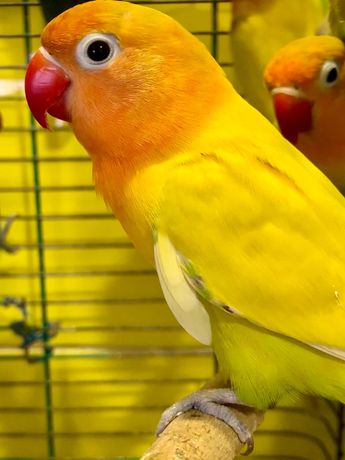 Папуга нерозлучник Фішера, жовті нерозлучники та інші