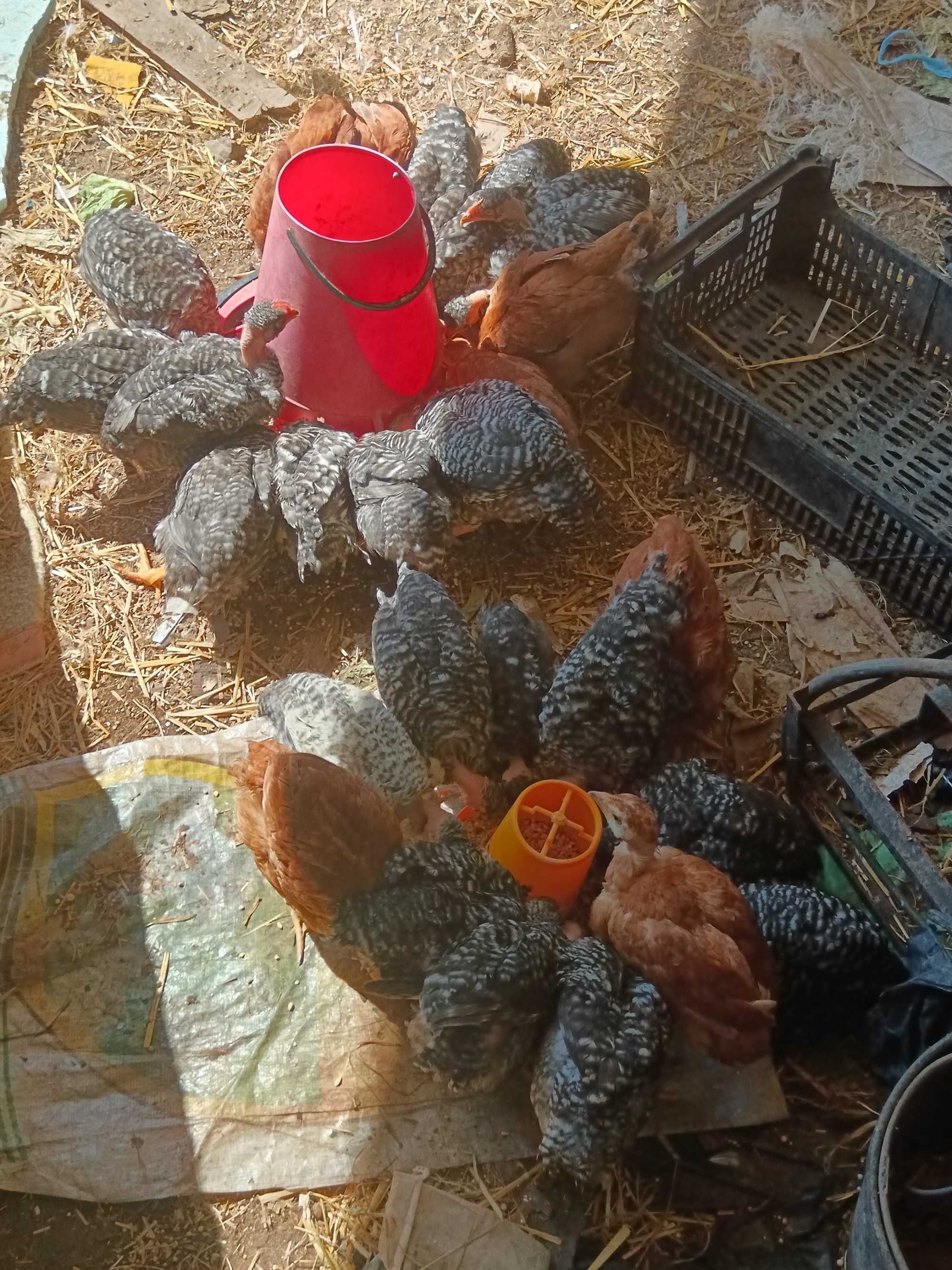 Frangos pedrês com 2 meses