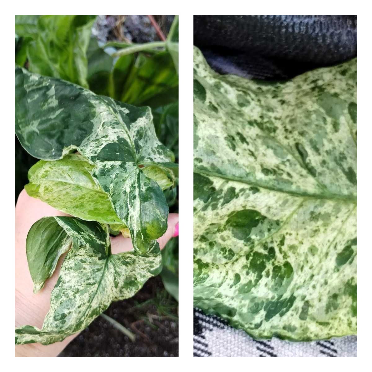 syngonium mojito-sadzonki różnej wielkości
