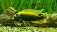 sciaenochromis ahli yellow pyszczaki