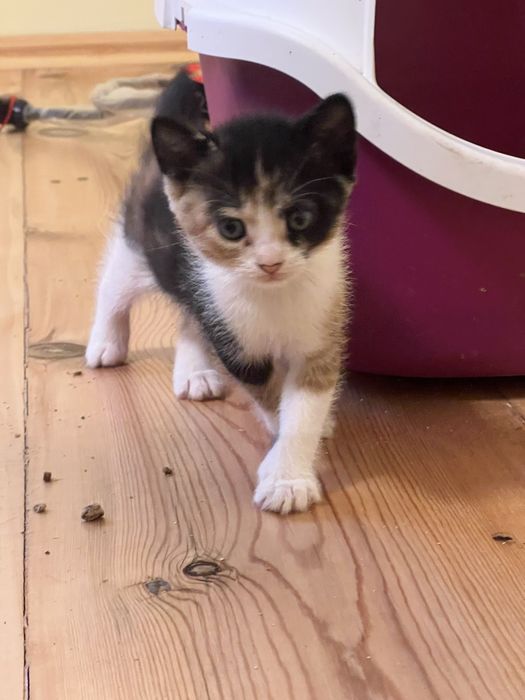 Чудові котенята в добрі руки