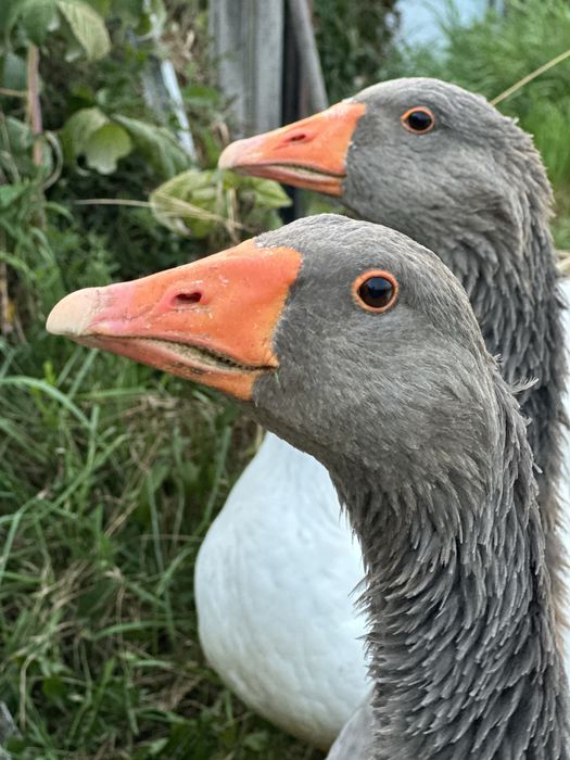 Gęś szara Poznanska
