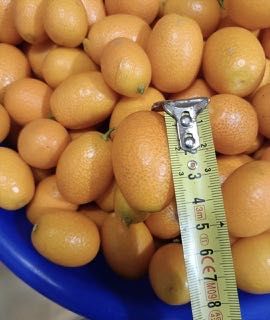 Kumquat biológica (laranja anã)