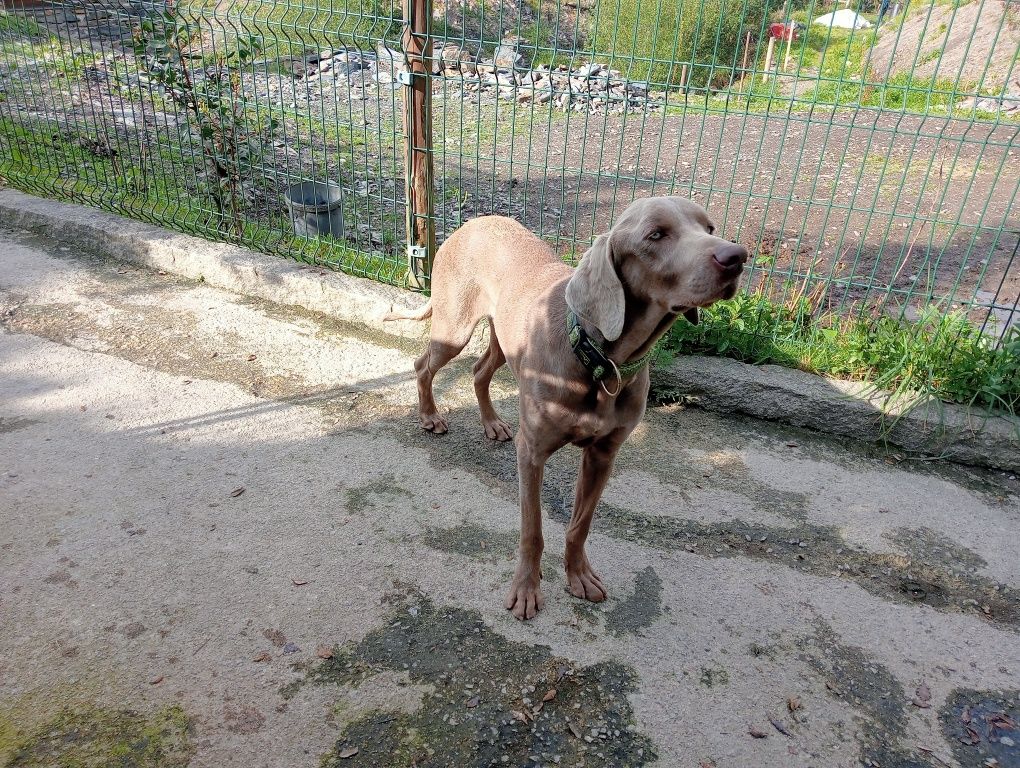Braco weimaraner