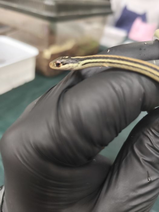 wąż Thamnophis spp. – młody osobnik, samiec