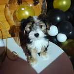 Yorkshire Terrier biewer