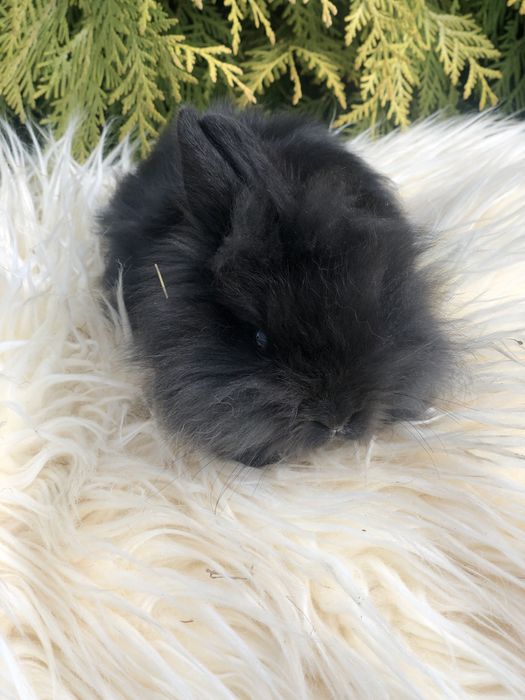 Królik karzełek teddy mini lop mini rez nauczone kuwetowania