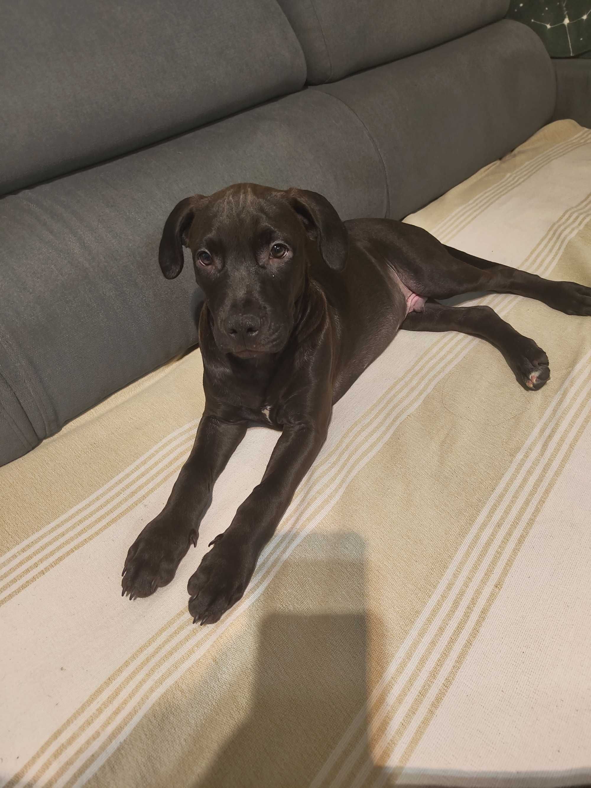 Bebe de 2 meses filho de Pitbull com Jack Russel