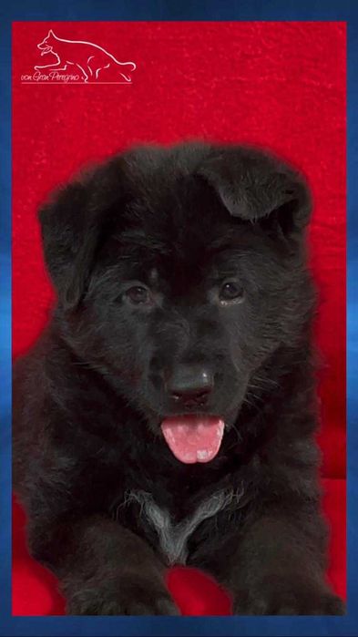 Owczarek niemiecki czarny