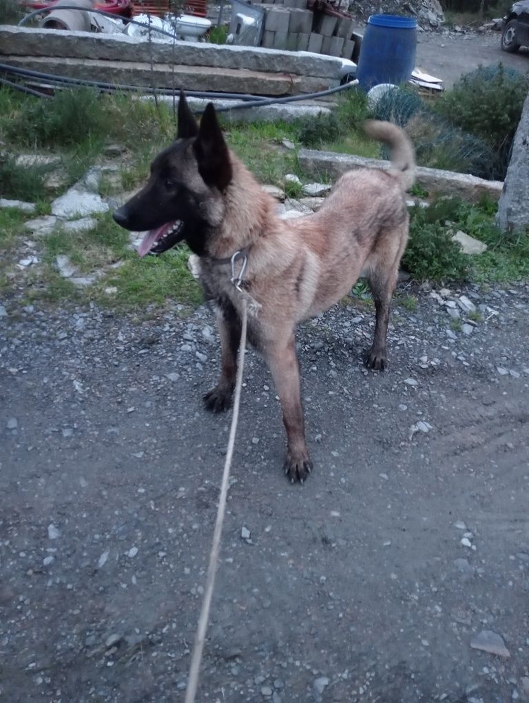 Pastor belga malinois cachorro