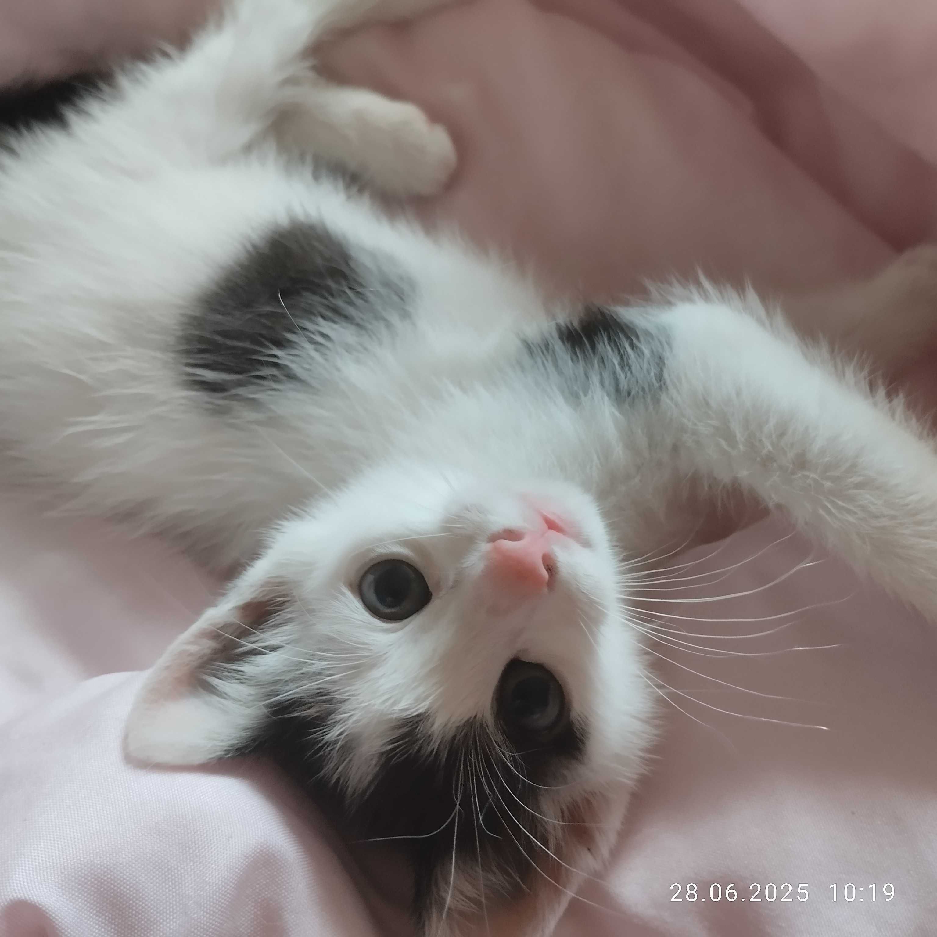 Kotek do adopcji