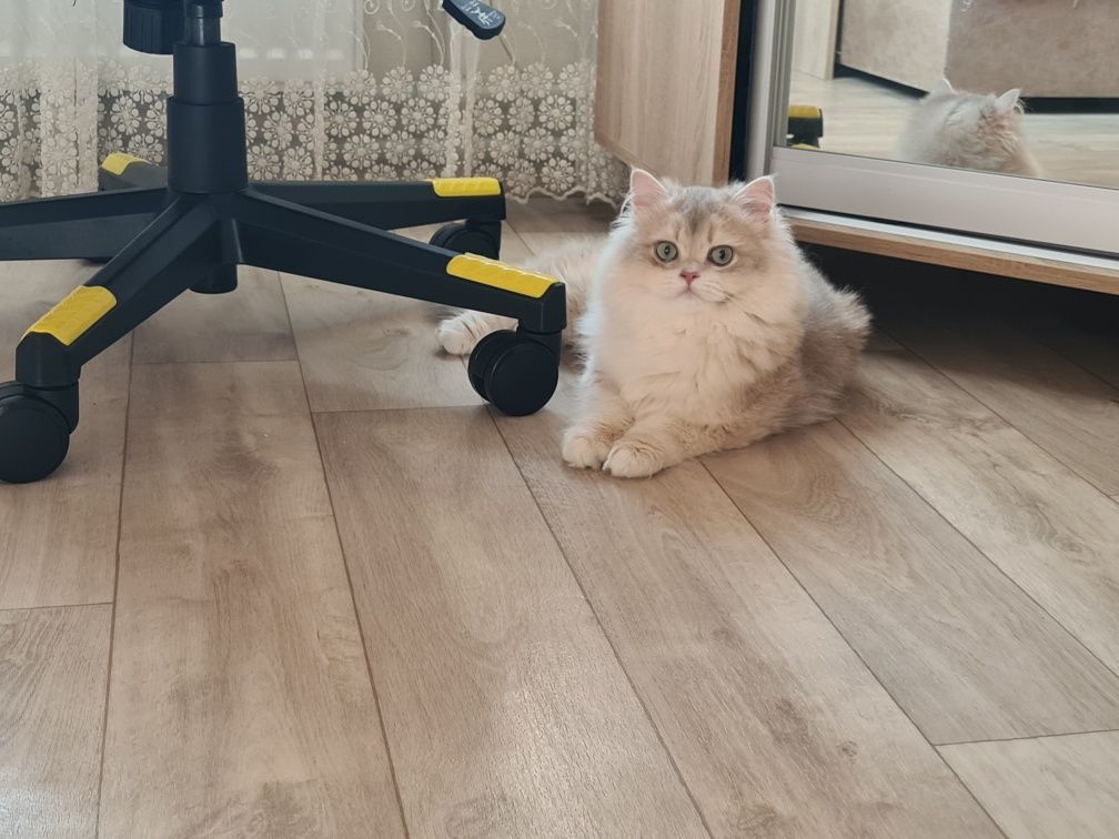 Золотий британський котик