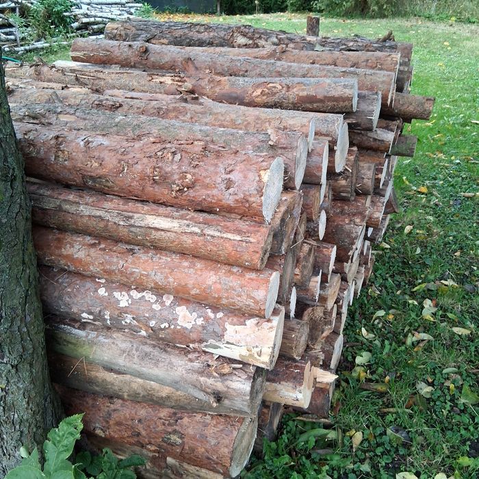 Drzewo Sosna opałowe