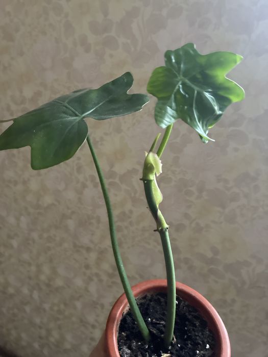 Філодендрон майо