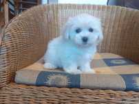 Maltipoo szczeniak suczka biała