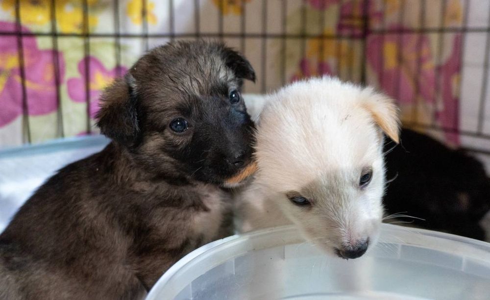 Отдам даром в добрые руки щенков