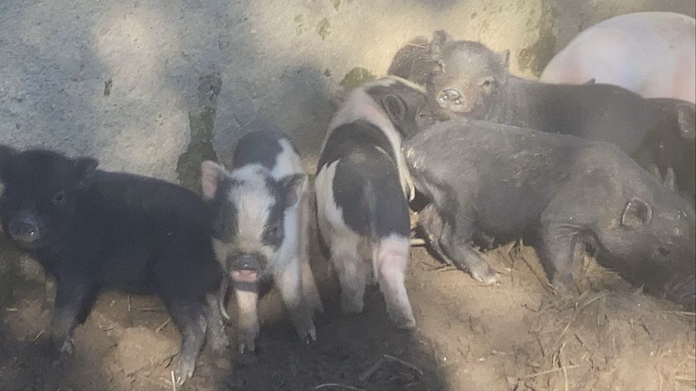 Mini-Porcos Pretos e Malhados (Aceitamos troca por galinhas!)