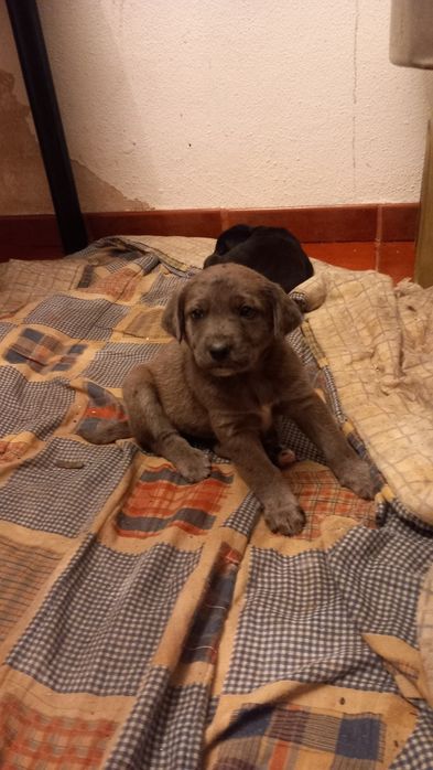 Dois cachorrinhos machos para adopção