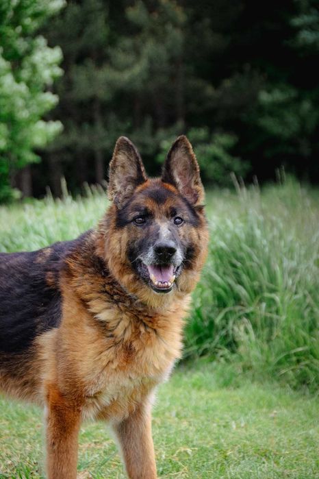 Szarik - pies w typie owczarka niemieckiego do adopcji!
