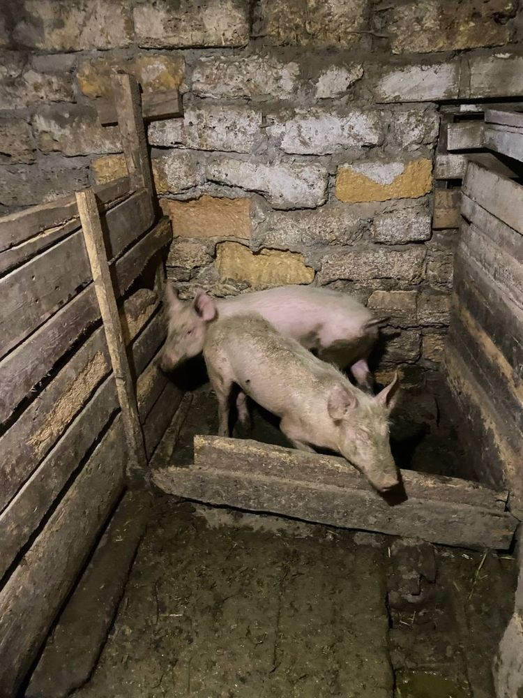Продам Свині 6000 пара