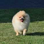 Piesek Pomeranian- Oskar gotowy na kochający dom