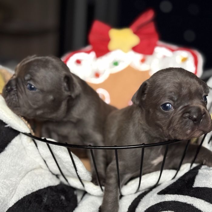 Продам цуценят французького бульдога