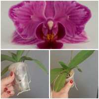 Продам орхідеї Sun Kissed, Crazy Eggplant метелик
