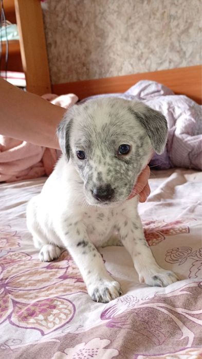 Щенки, собаки, цуцеки в добрі руки, бекоштовно