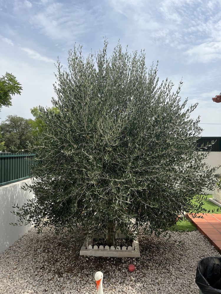 Serviços de Jardinagem e Manutenção de Piscina