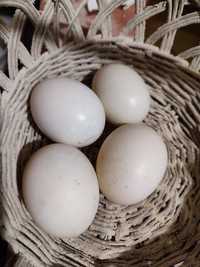 Jaja kacze do wylęgu lub spożywcze